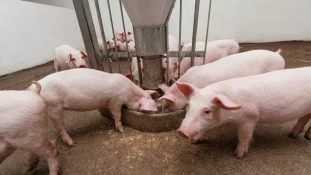Hiện nay, gi&aacute; lợn hơi được thu mua trong khoảng 45.000 - 49.000 đồng/kg - Ảnh minh hoạ.
