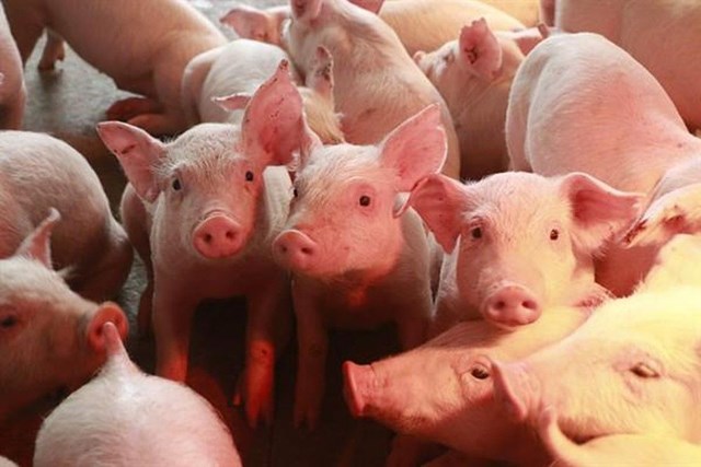 Gi&aacute; lợn hơi trong nước đang giao dịch quanh mức 45.000 - 49.000 đ/kg - Ảnh minh hoạ.