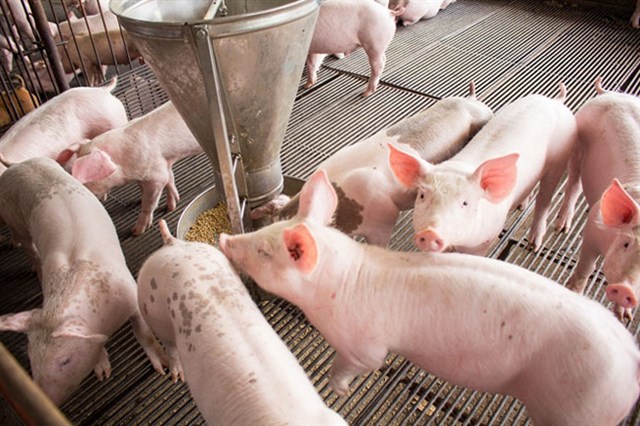 Hiện, gi&aacute; lợn hơi 3 miền đang giao dịch quanh mức 45.000 - 49.000 đ/kg - Ảnh minh hoạ.