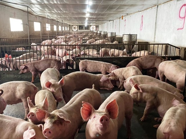Hiện, gi&aacute; lợn hơi trong nước đang giao dịch quanh mức 45.000 - 49.000 đ/kg - Ảnh minh họa.