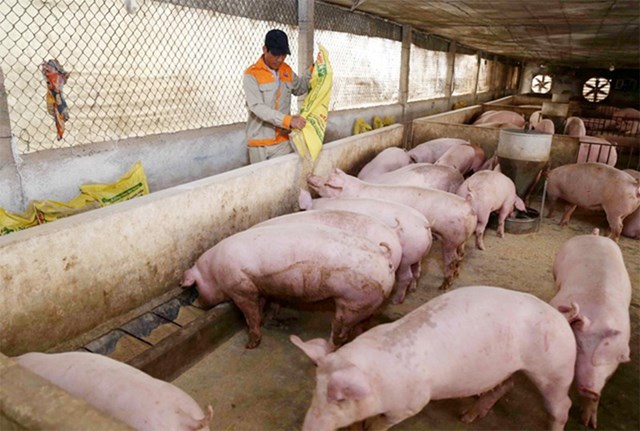 Hiện, gi&aacute; lợn hơi trong nước đang giao dịch quanh mức 47.000 - 52.000 đ/kg - Ảnh minh họa.