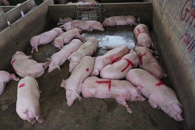Hiện đang giao dịch lợn hơi quanh ngưỡng 48.000 - 55.000 đ/kg - Ảnh minh họa.