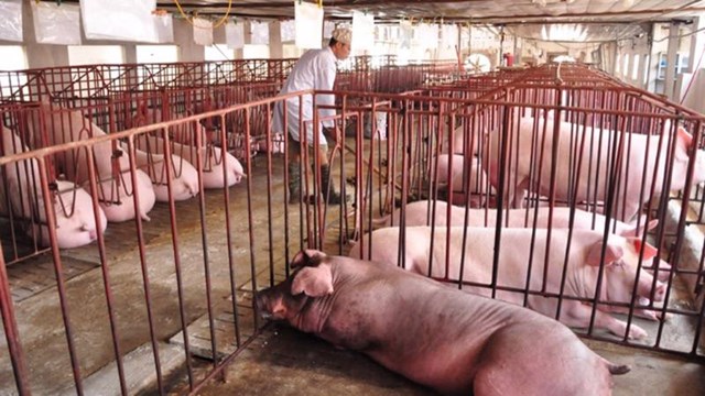 Hiện, gi&aacute; lợn hơi dao động trong khoảng 48.000 - 55.000 đồng/kg - Ảnh minh họa.