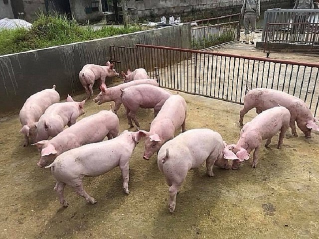 Hiện, gi&aacute; lợn hơi đang giao dịch quanh ngưỡng 48.000 - 55.000 đ/kg - Ảnh minh họa.