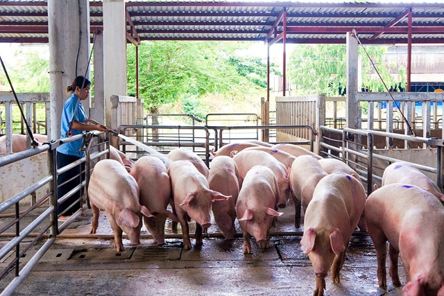 Hiện đang giao dịch lợn hơi quanh ngưỡng 51.000 - 58.000 đ/kg - Ảnh minh họa.