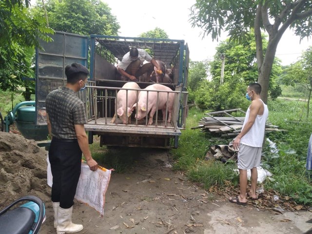 Gi&aacute; lợn hơi cả nước dao động trong khoảng 54.000 - 58.000 đồng/kg - Ảnh minh họa.