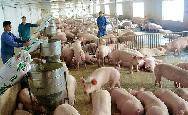 Gi&aacute; lợn hơi h&ocirc;m nay (13/6) dao động trong khoảng 65.000 - 72.000 đồng/kg - Ảnh minh họa (Nguồn: Internet)