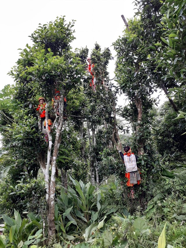 Người dân thôn Phia Chang, xã Sơn Phú (Na Hang) thu hoạch chè Shan tuyết.