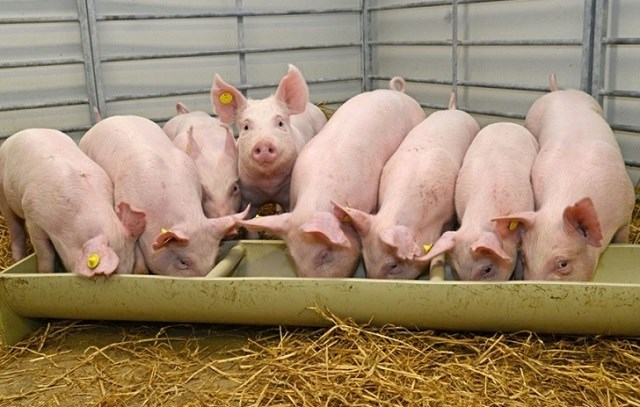 Hiện nay, gi&aacute; thu mua lợn hơi đang dao động trong khoảng 53.000 &ndash; 65.000 đồng/kg - Ảnh minh họa.
