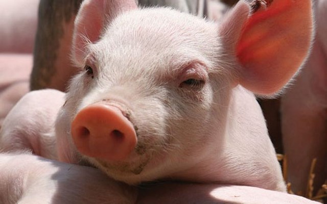 Hiện nay, gi&aacute; thu mua lợn hơi đang dao động trong khoảng 51.000 - 65.000 đồng/kg - Ảnh minh họa.