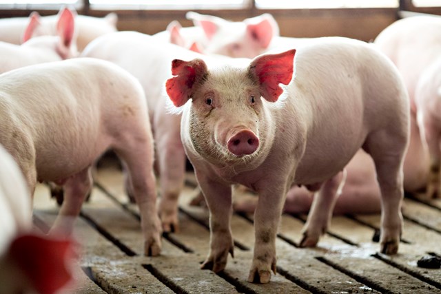 Hiện nay, gi&aacute; thu mua lợn hơi đang dao động trong khoảng 51.000 - 65.000 đồng/kg - Ảnh minh họa (Internet).