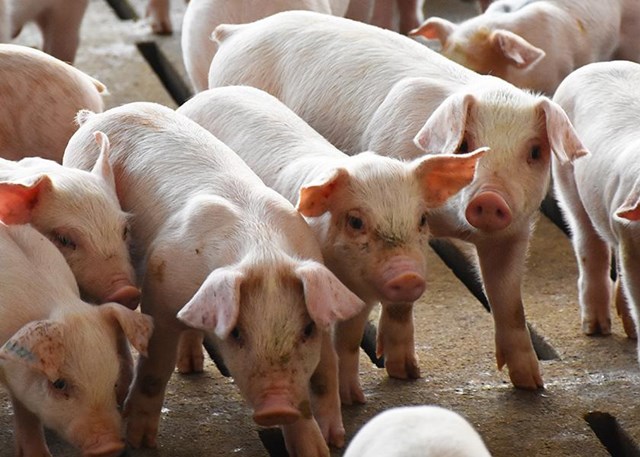 Hiện nay, gi&aacute; thu mua lợn hơi đang dao động trong khoảng 51.000 - 64.000 đồng/kg - Ảnh minh họa.