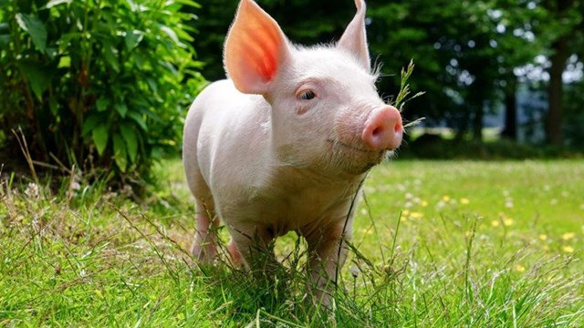 Hiện nay, gi&aacute; thu mua lợn hơi đang dao động trong khoảng 52.000 - 64.000 đồng/kg - Ảnh minh họa.