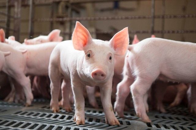 Hiện gi&aacute; lợn hơi được thu mua trong khoảng 52.000 - 61.000 đồng/kg - Ảnh minh họa.
