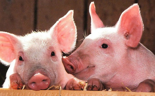 Hiện giá lợn hơi được thu mua trong khoảng 52.000 - 61.000 đồng/kg - Ảnh minh họa.
