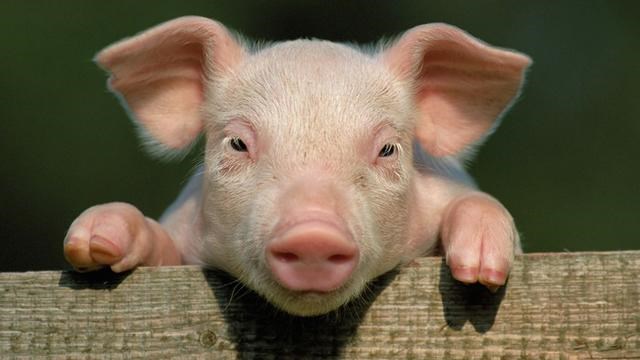 Hiện gi&aacute; lợn hơi được thu mua trong khoảng 52.000 - 60.000 đồng/kg - Ảnh minh họa.
