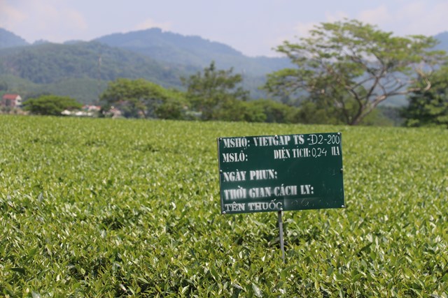 Quyết t&acirc;m x&acirc;y dựng ch&egrave; H&agrave; Tĩnh trở th&agrave;nh thương hiệu ch&egrave; Quốc tế.