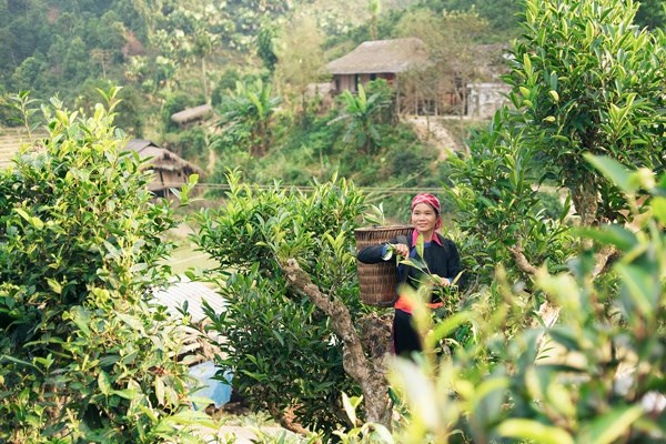 L&#224;o Cai: Sản xuất ch&#232; hữu cơ - Xu hướng ph&#225;t triển bền vững - Ảnh 1