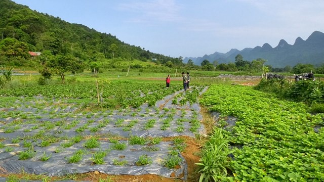 Cải tạo vườn tạp không chỉ phục vụ nhu cầu tiêu dùng mà còn đem lại thu nhập cho các gia đình - Ảnh: Hữu Thắng.