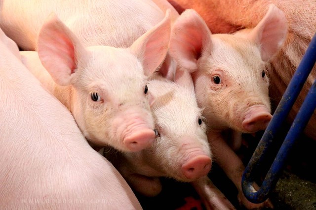 Hiện nay, gi&aacute; thu mua lợn hơi đang dao động trong khoảng 49.000 - 54.000 đồng/kg - Ảnh minh họa.