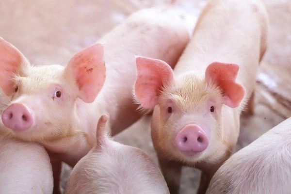 Hiện nay, gi&aacute; thu mua lợn hơi đang dao động trong khoảng 49.000 - 54.000 đồng/kg - Ảnh minh họa.
