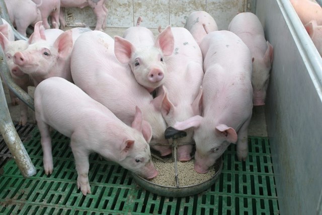 Hiện nay, gi&aacute; thu mua lợn hơi đang dao động trong khoảng 48.000 - 54.000 đồng/kg - Ảnh minh họa.