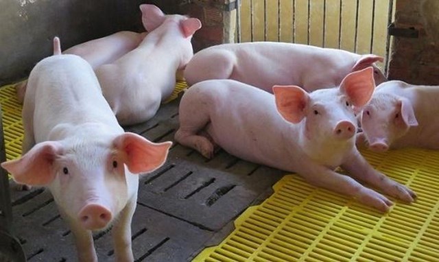 Hiện nay, gi&aacute; lợn hơi được thu mua trong khoảng 48.000 - 54.000 đồng/kg - Ảnh minh họa.