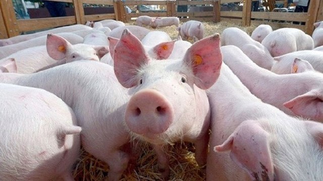 Gi&aacute; lợn hơi h&ocirc;m nay&nbsp;(12/9) dao động trong khoảng 48.000 - 54.000 đồng/kg - Ảnh minh họa.