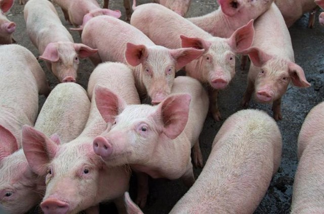 Hiện nay, gi&aacute; lợn hơi được thu mua trong khoảng 49.000 - 53.000 đồng/kg - Ảnh minh họa.