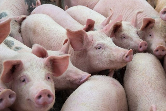 Gi&aacute; lợn hơi h&ocirc;m nay (19/9) điều chỉnh 1.000 - 4.000 đồng/kg trong tuần qua - Ảnh minh họa.