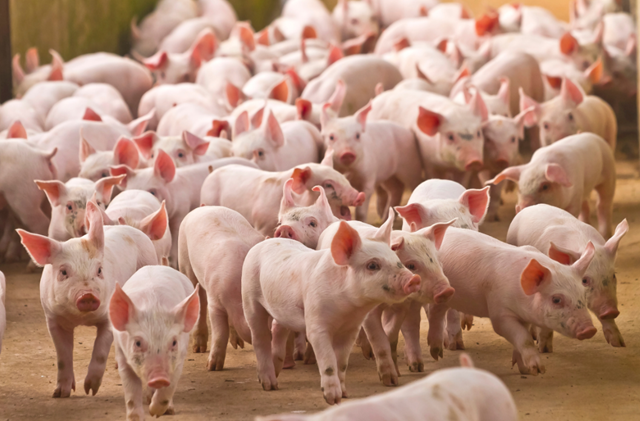 Hiện nay, gi&aacute; lợn hơi được thu mua trong khoảng 47.000 - 52.000 đồng/kg - Ảnh minh họa.