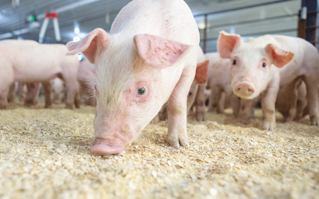 Hiện nay, gi&aacute; lợn hơi được thu mua trong khoảng 44.000 - 49.000 đồng/kg - Ảnh minh họa.