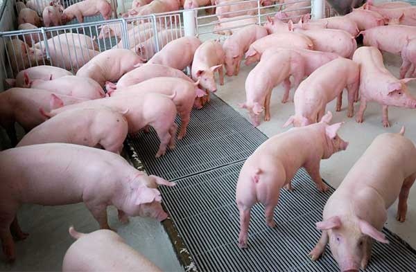 Hiện nay, gi&aacute; lợn hơi được thu mua trong khoảng 38.000 - 47.000 đồng/kg - Ảnh minh họa.