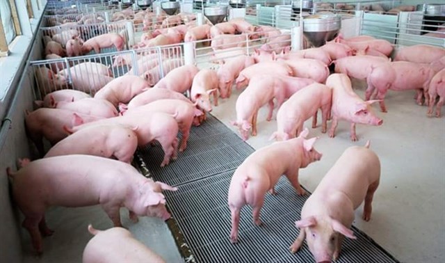 Hiện nay, gi&aacute; lợn hơi được thu mua trong khoảng 38.000 - 47.000 đồng/kg - Ảnh minh họa.