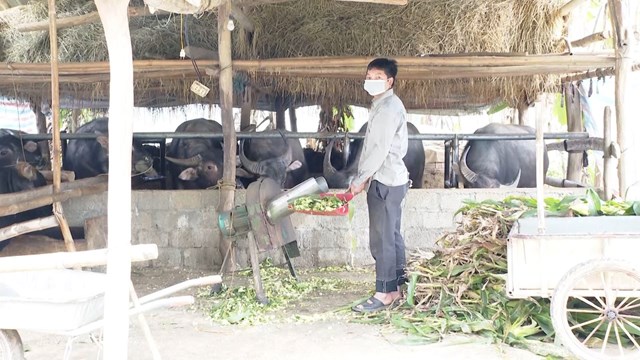 M&ocirc; h&igrave;nh nu&ocirc;i tr&acirc;u, b&ograve; vỗ b&eacute;o của gia đ&igrave;nh anh Tr&aacute;ng A Linh, Chi hội N&ocirc;ng d&acirc;n th&ocirc;n Chẩu Qu&acirc;n, x&atilde; B&igrave;nh An (L&acirc;m B&igrave;nh, Tuy&ecirc;n Quang).