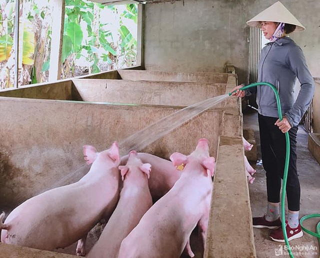 Hiện nay, gi&aacute; lợn hơi được thu mua trong khoảng 35.000 - 43.000 đồng/kg - Ảnh minh họa.