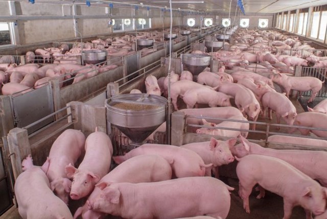 Hiện nay, gi&aacute; lợn hơi được thu mua trong khoảng 35.000 - 42.000 đồng/kg - Ảnh minh họa.
