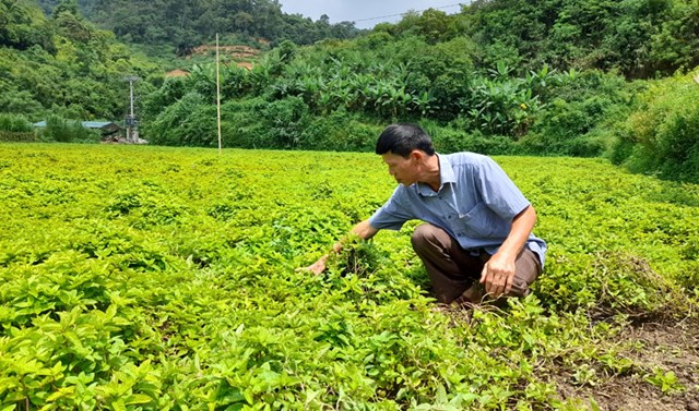 N&ocirc;ng d&acirc;n x&atilde; Trọng Con, huyện Thạch An chăm s&oacute;c, kiểm tra s&acirc;u bệnh cho c&acirc;y thạch đen - Ảnh: T.L