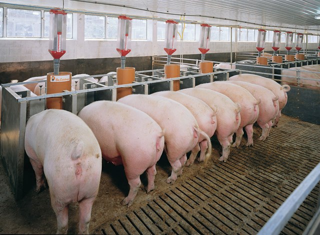 Hiện nay, gi&aacute; lợn hơi được thu mua trong khoảng 43.000 - 47.000 đồng/kg - Ảnh minh họa.