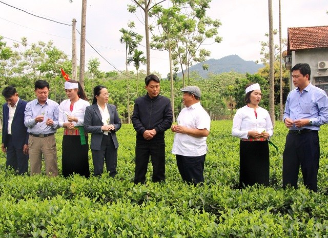 Nhiều vườn chè VietGAP tại xã Ba Trại (huyện Ba Vì) đã và đang thu hút khách du lịch đến tham quan, trải nghiệm.