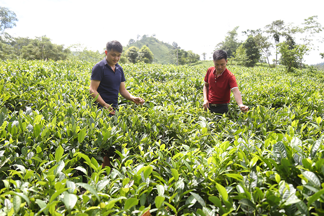 Anh Trương Văn Hướng (trái ảnh) kiểm tra đồi chè của gia đình.