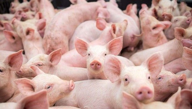 Hiện nay, gi&aacute; lợn hơi được thu mua trong khoảng 42.000 - 46.000 đồng/kg - Ảnh minh họa.