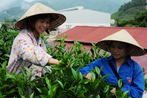 Thu hái chè nguyên liệu tại xã Tân Lập (Bắc Quang, Hà Giang).