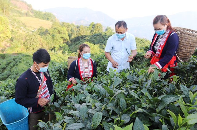 Sản xuất ch&egrave; Shan tuyết theo hướng hữu cơ tại x&atilde; T&acirc;n Lập g&oacute;p phần tạo n&ecirc;n uy t&iacute;n, thương hiệu ch&egrave; Shan tuyết H&agrave; Giang - Ảnh: Thu Phương.