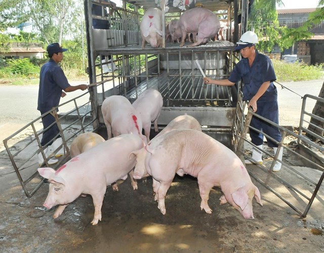 Hiện nay, gi&aacute; lợn hơi được thu mua trong khoảng 41.000 - 47.000 đồng/kg - Ảnh minh họa.