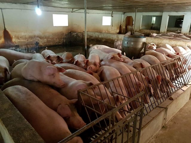 Hiện nay, gi&aacute; lợn hơi được thu mua trong khoảng 41.000 - 47.000 đồng/kg - Ảnh minh họa.
