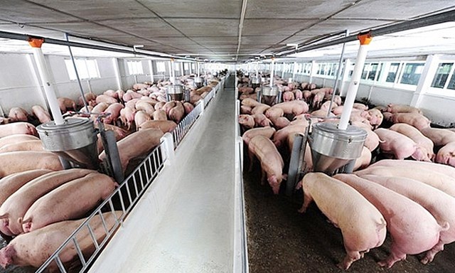 Hiện nay, gi&aacute; lợn hơi được thu mua trong khoảng 41.000 - 46.000 đồng/kg - Ảnh minh họa.