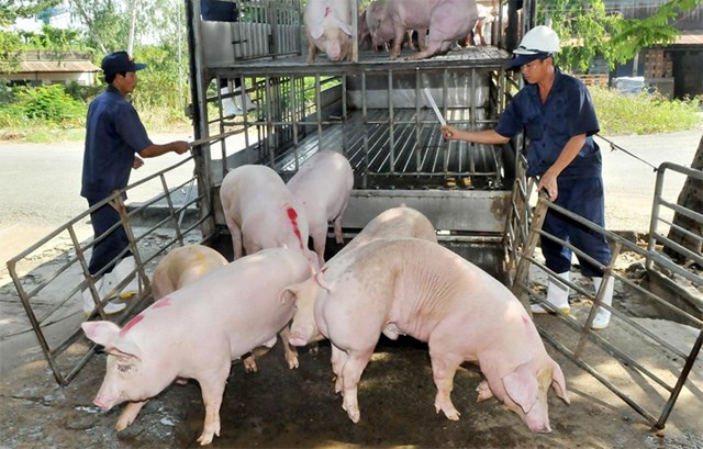 Hiện nay, gi&aacute; lợn hơi được thu mua trong khoảng 40.000 - 46.000 đồng/kg - Ảnh minh họa.