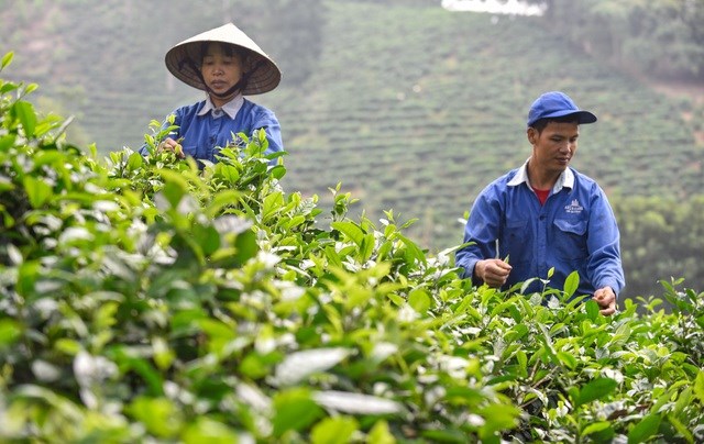 Nhiều địa phương của tỉnh Thanh H&oacute;a đang&nbsp;ph&aacute;t triển v&ugrave;ng nguy&ecirc;n liệu ch&egrave; quy m&ocirc; lớn gắn với li&ecirc;n kết sản xuất v&agrave; ti&ecirc;u thụ sản phẩm, th&uacute;c đẩy ng&agrave;nh ch&egrave; địa phương vượt qua đại dịch -