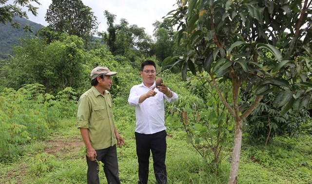 Gia đ&igrave;nh &ocirc;ng L&ograve; Văn Th&ocirc;n ở bản B&oacute;, x&atilde; Mường T&egrave; c&oacute; th&ecirc;m thu nhập nhờ chuyển đổi đất sang trồng c&acirc;y ăn quả.